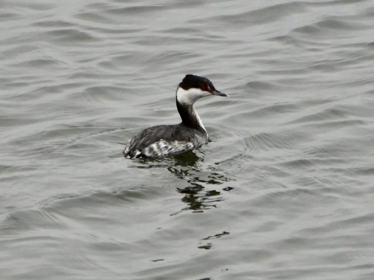 角鸊鷉 - ML646710430