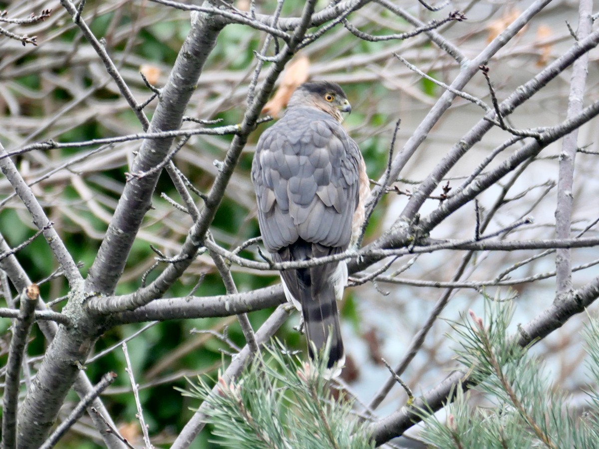 Gavilán de Cooper - ML646710436