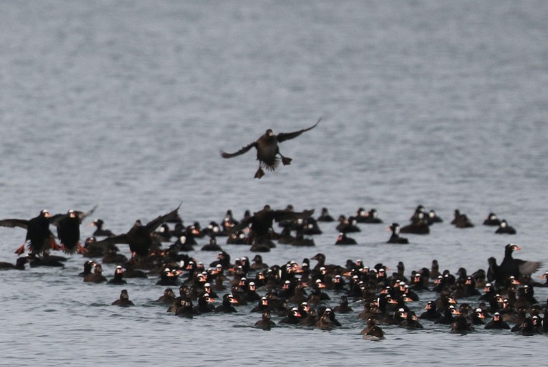 Surf Scoter - ML646710437