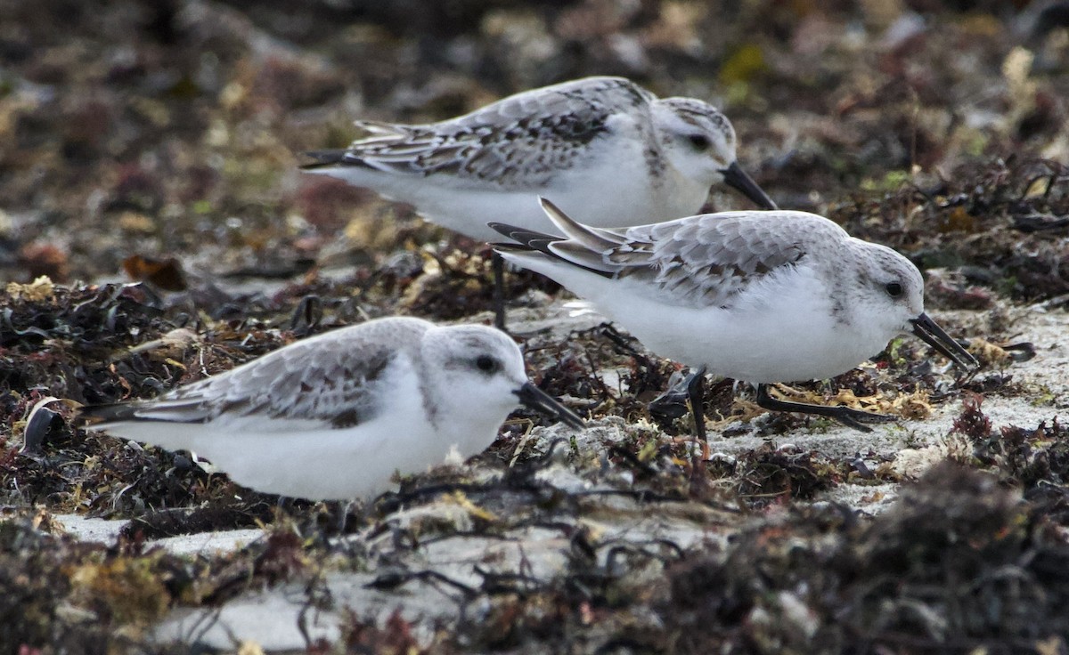 Sanderling - ML646710438