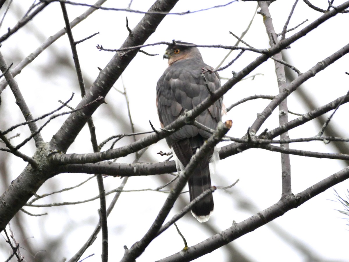 Gavilán de Cooper - ML646710441