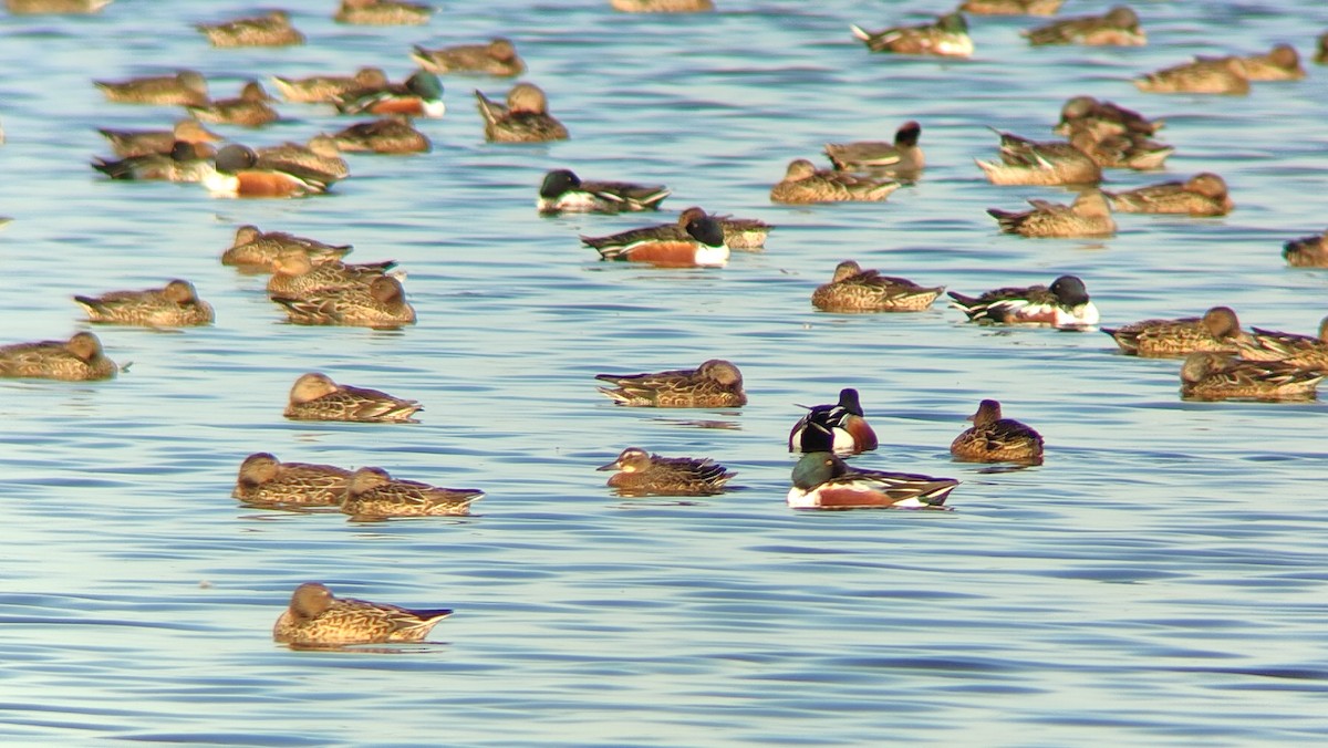 čírka modrá - ML646710442