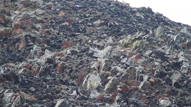 Caucasian Grouse - ML646710443