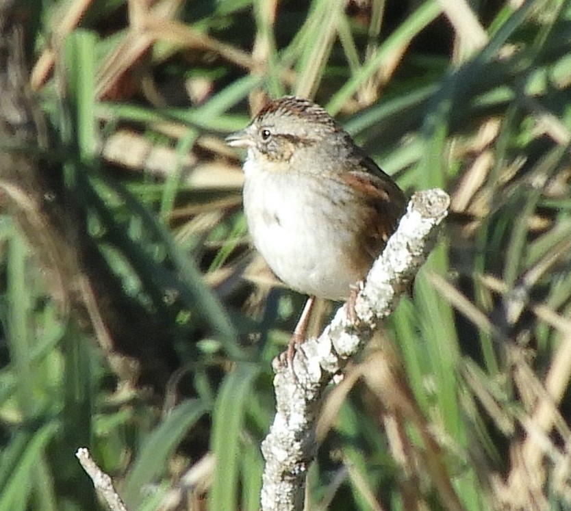 Болотная зонотрихия - ML646710444