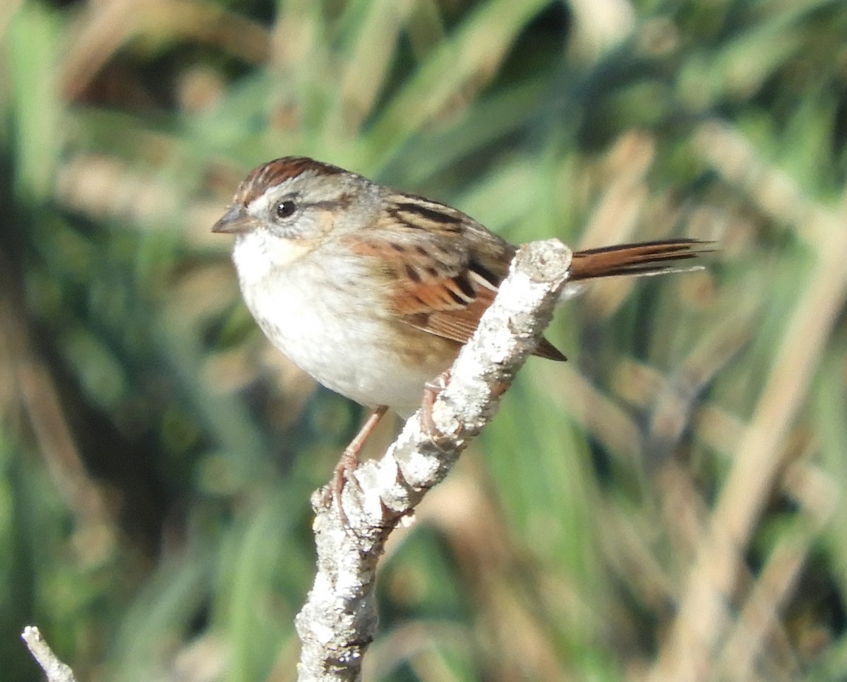 Болотная зонотрихия - ML646710445