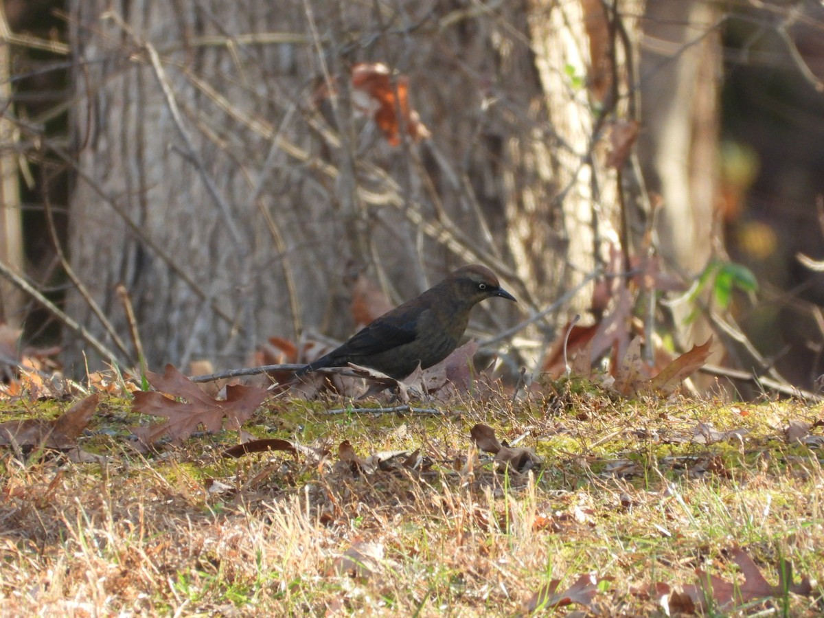 Rusty Blackbird - ML646710446
