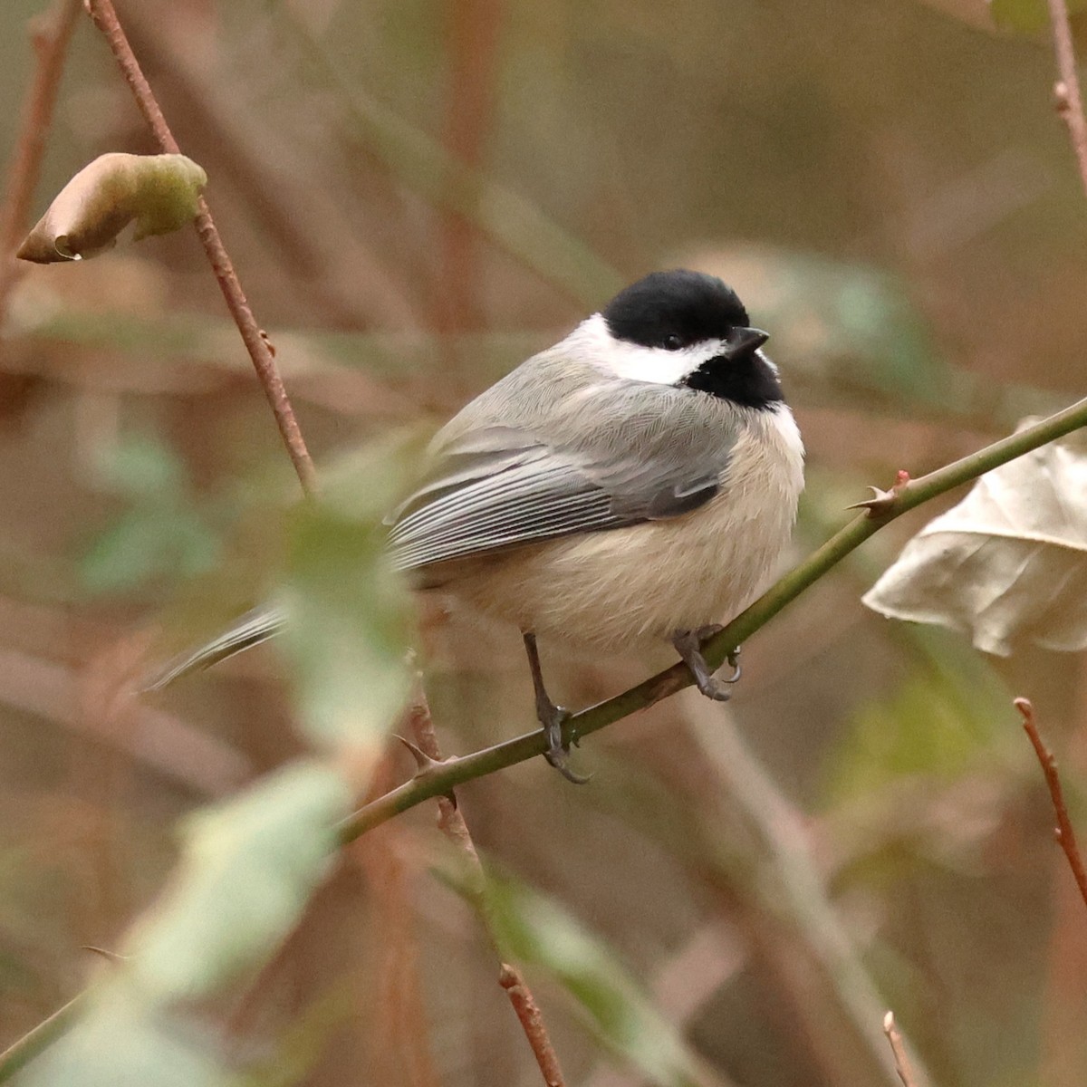 Carolina Chickadee - ML646710447