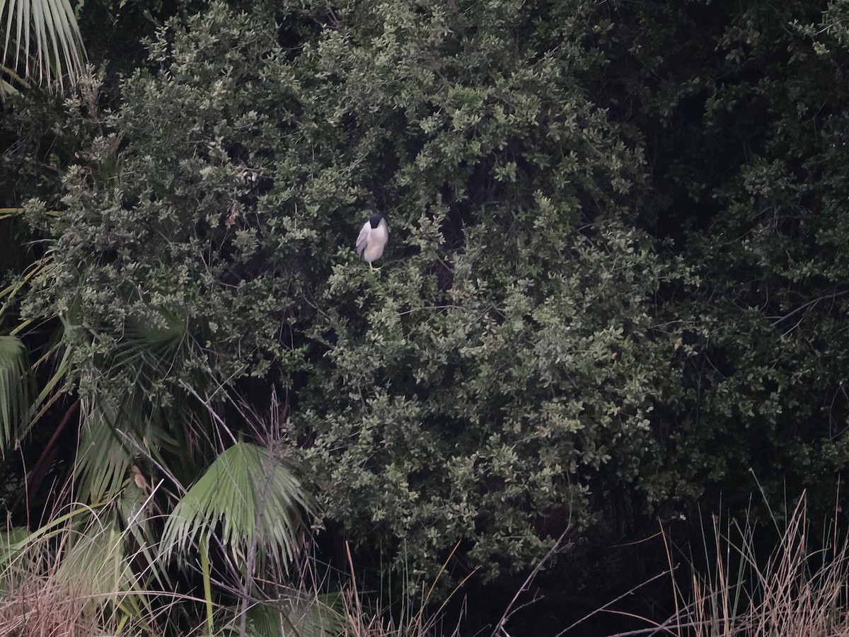 Black-crowned Night Heron - ML646710448