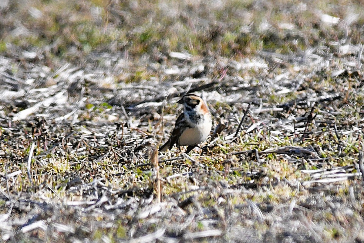 Mahmuzlu Çinte - ML646710450