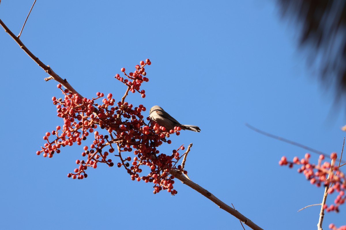 Американский ремез - ML646710453