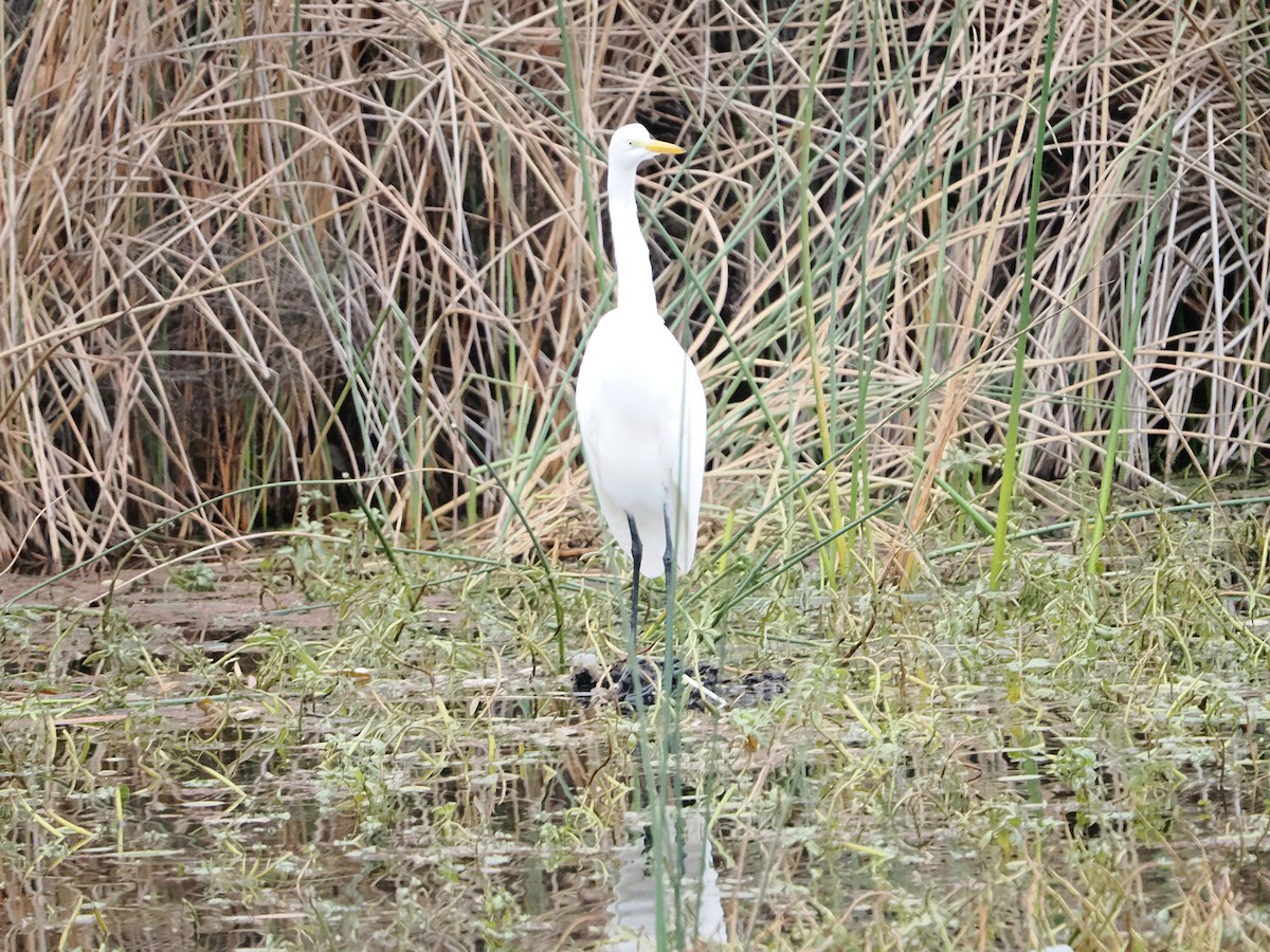 Great Egret - ML646710454