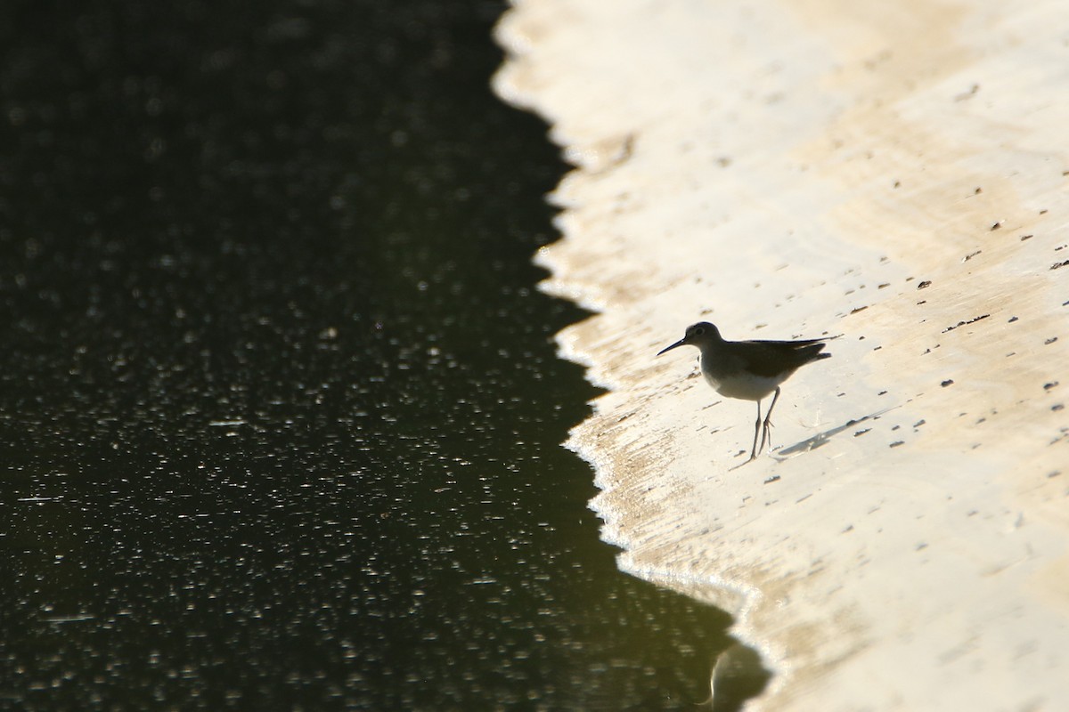 Solitary Sandpiper - ML646710457