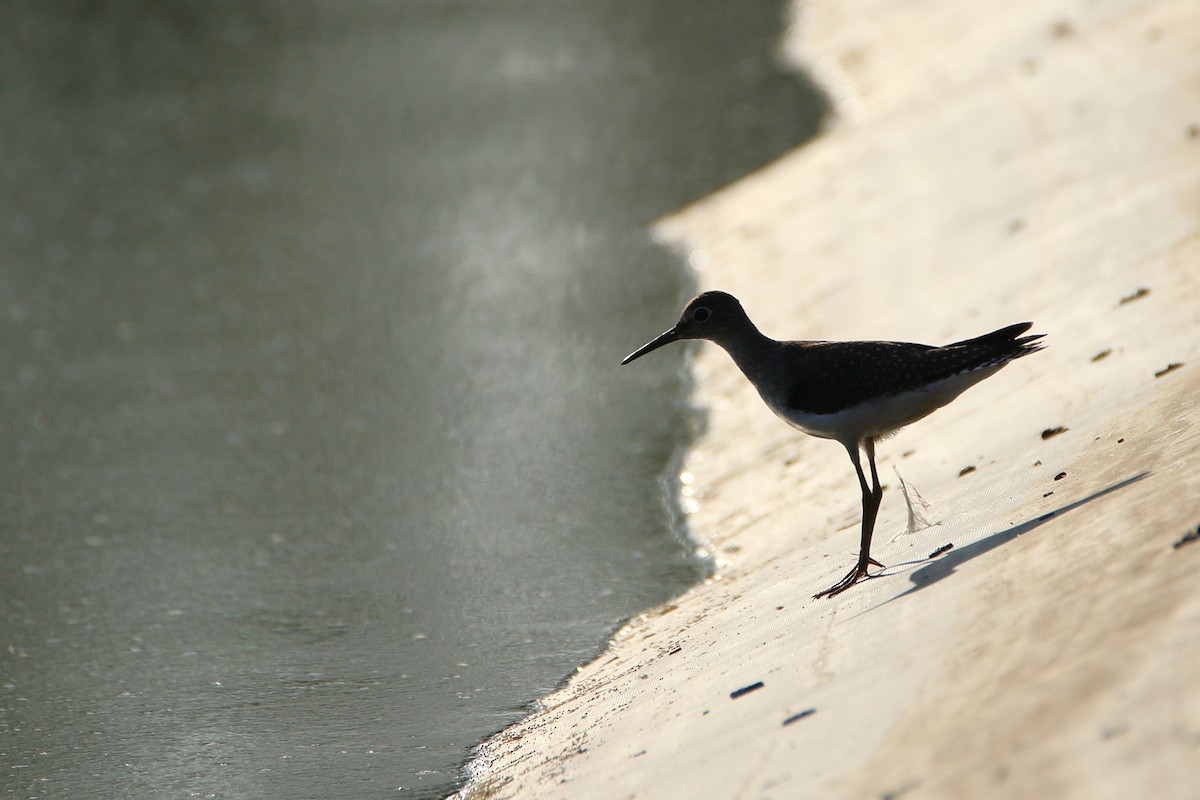 Solitary Sandpiper - ML646710458