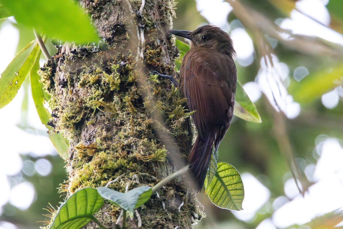 Tyrannine Woodcreeper - ML646710459