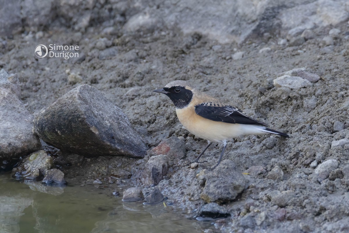 Eastern Black-eared Wheatear - ML646710460