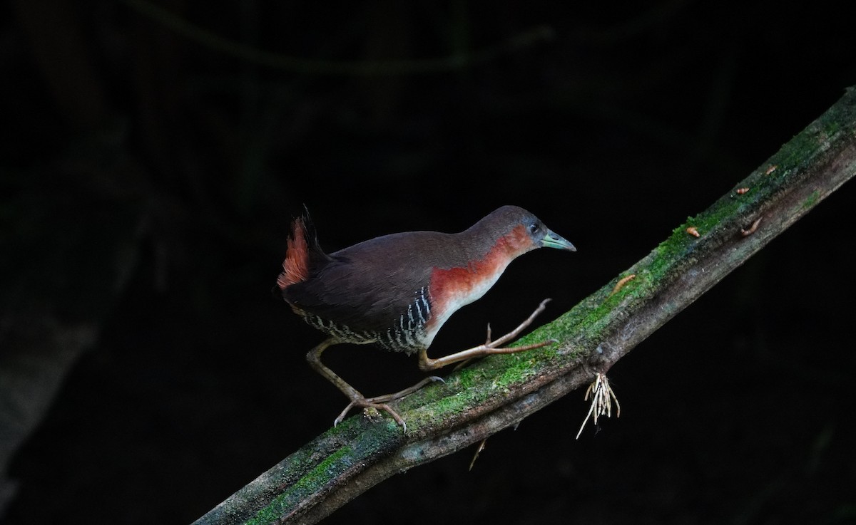 ノドジロコビトクイナ - ML646710461