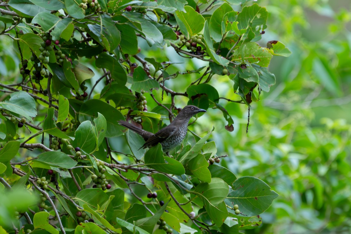 Пересмішник антильський - ML646710463