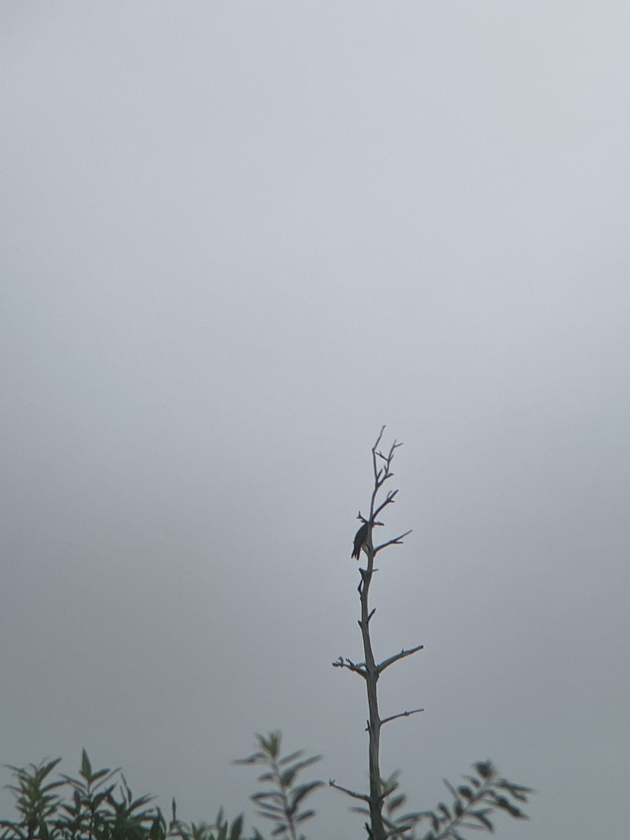 Gray-faced Buzzard - ML646710464