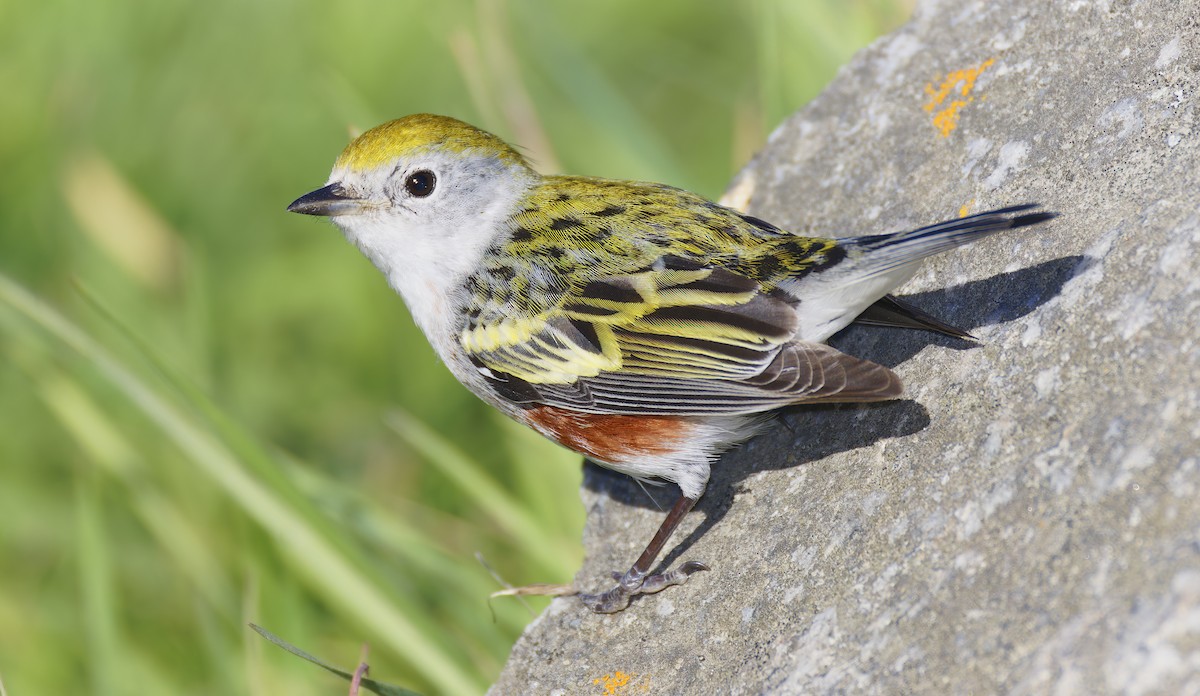 Chestnut-sided Warbler - ML646710466