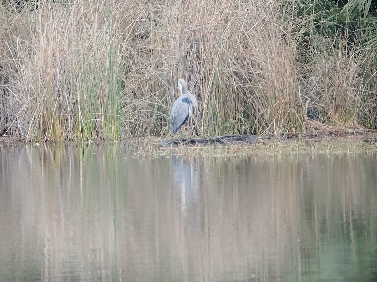 Great Blue Heron - ML646710467