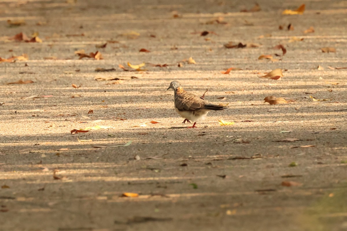 Bar-shouldered Dove - ML646710473