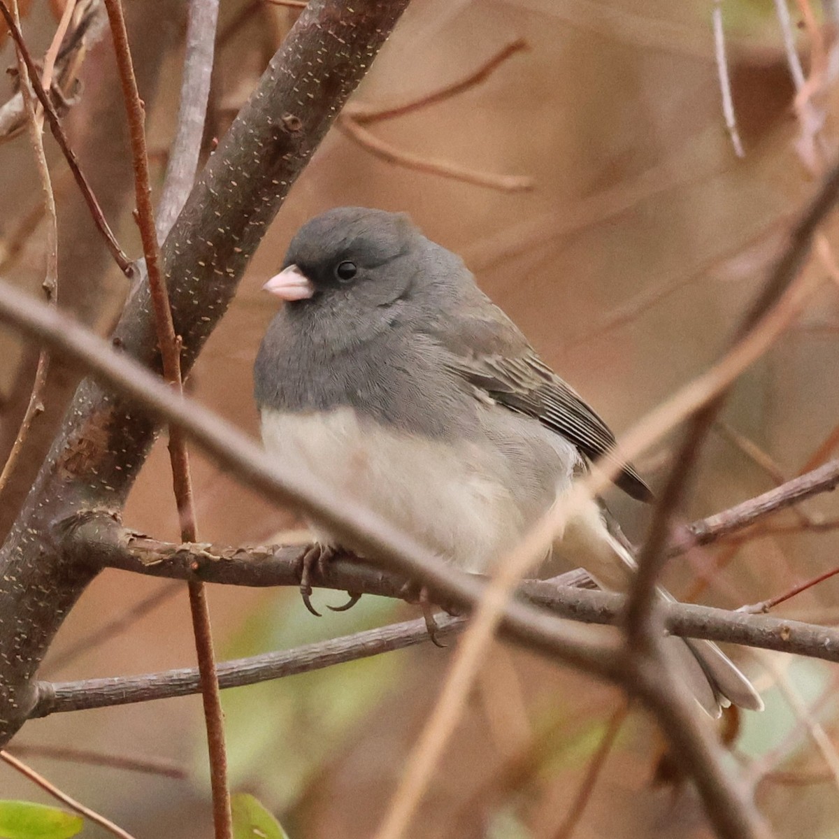 Dark-eyed Junco - ML646710474