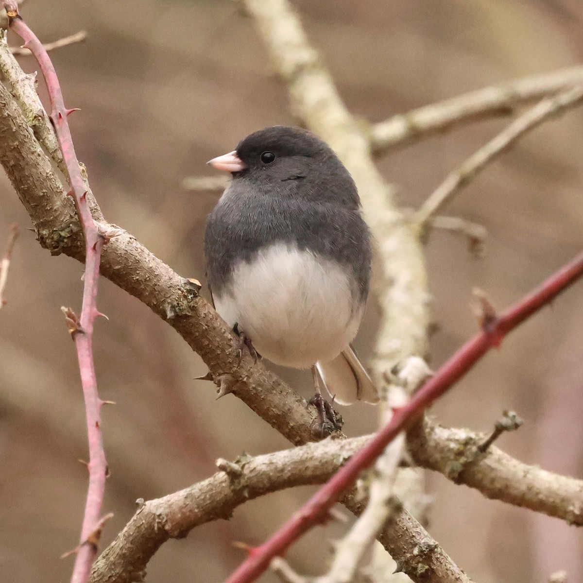 Dark-eyed Junco - ML646710475