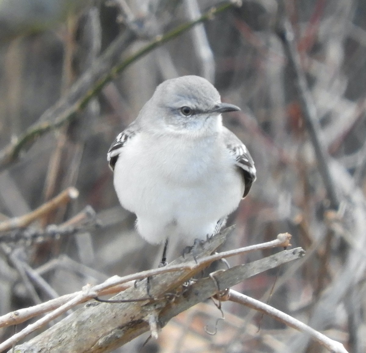 Многоголосый пересмешник - ML646710479