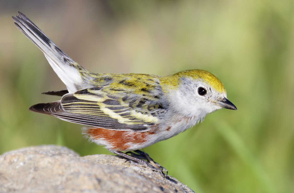 Chestnut-sided Warbler - ML646710480