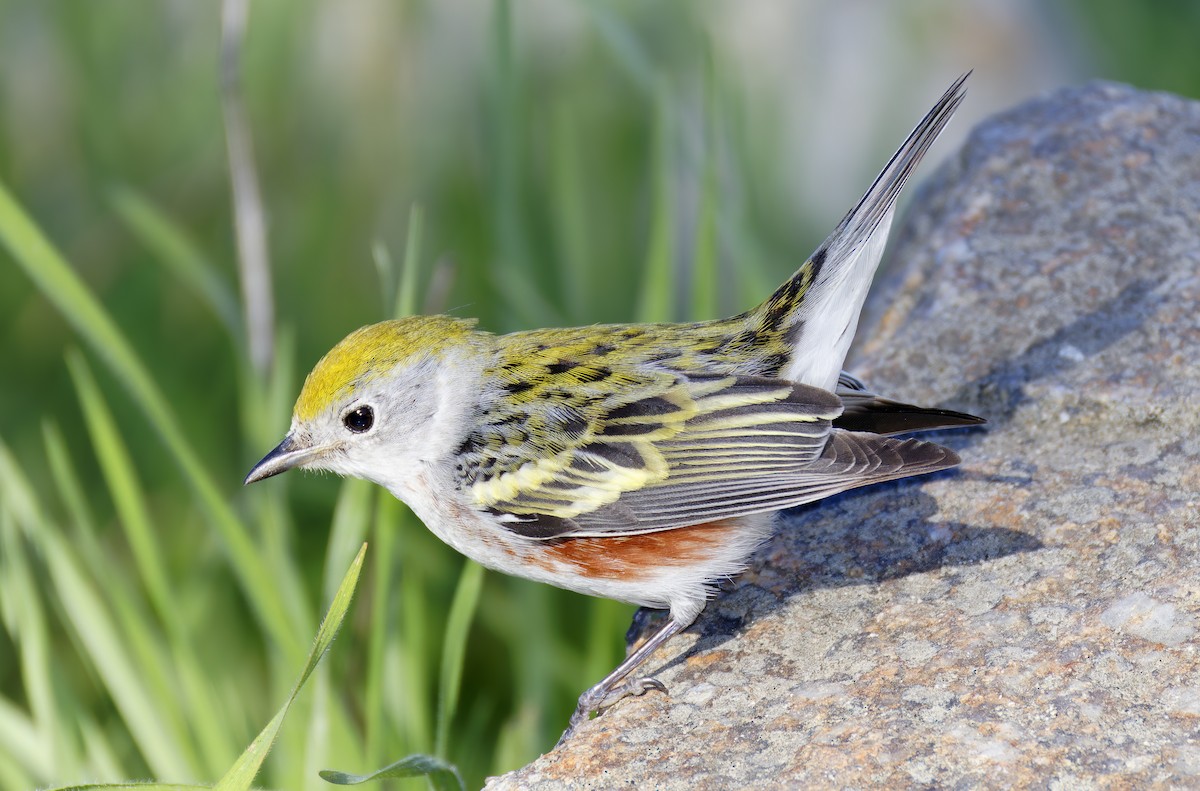 Chestnut-sided Warbler - ML646710481