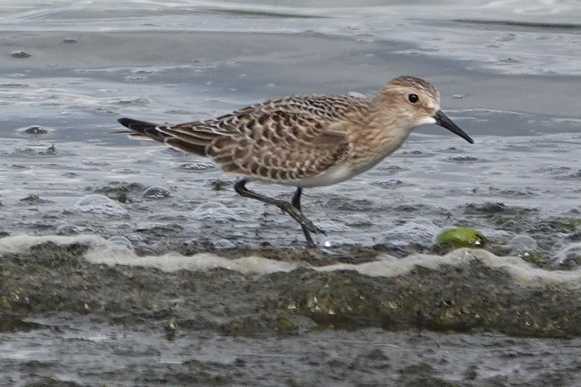Baird's Sandpiper - ML646710482