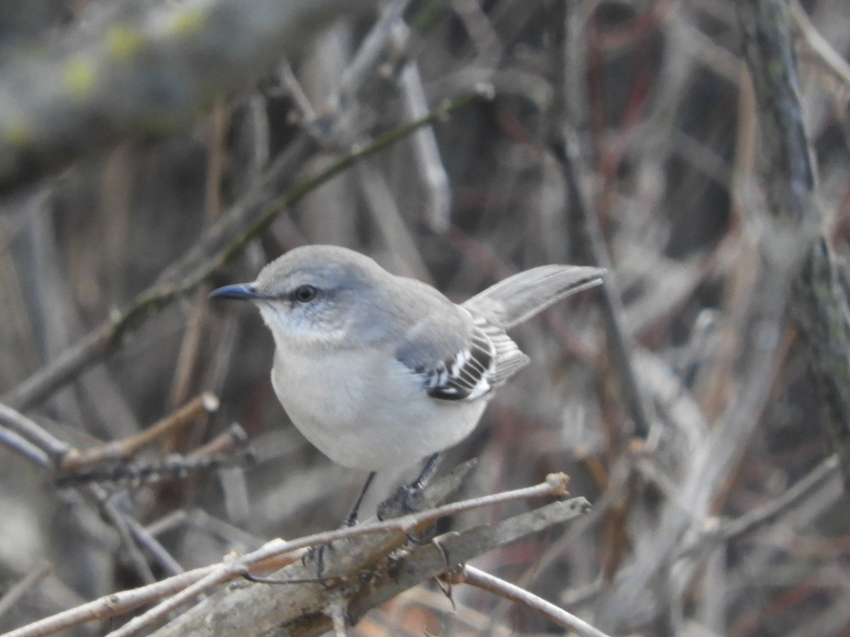 Многоголосый пересмешник - ML646710483