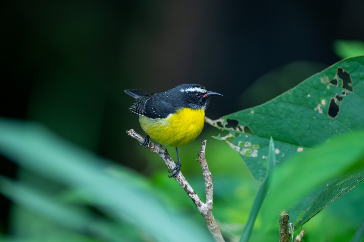 Цереба [група bartholemica] - ML646710487