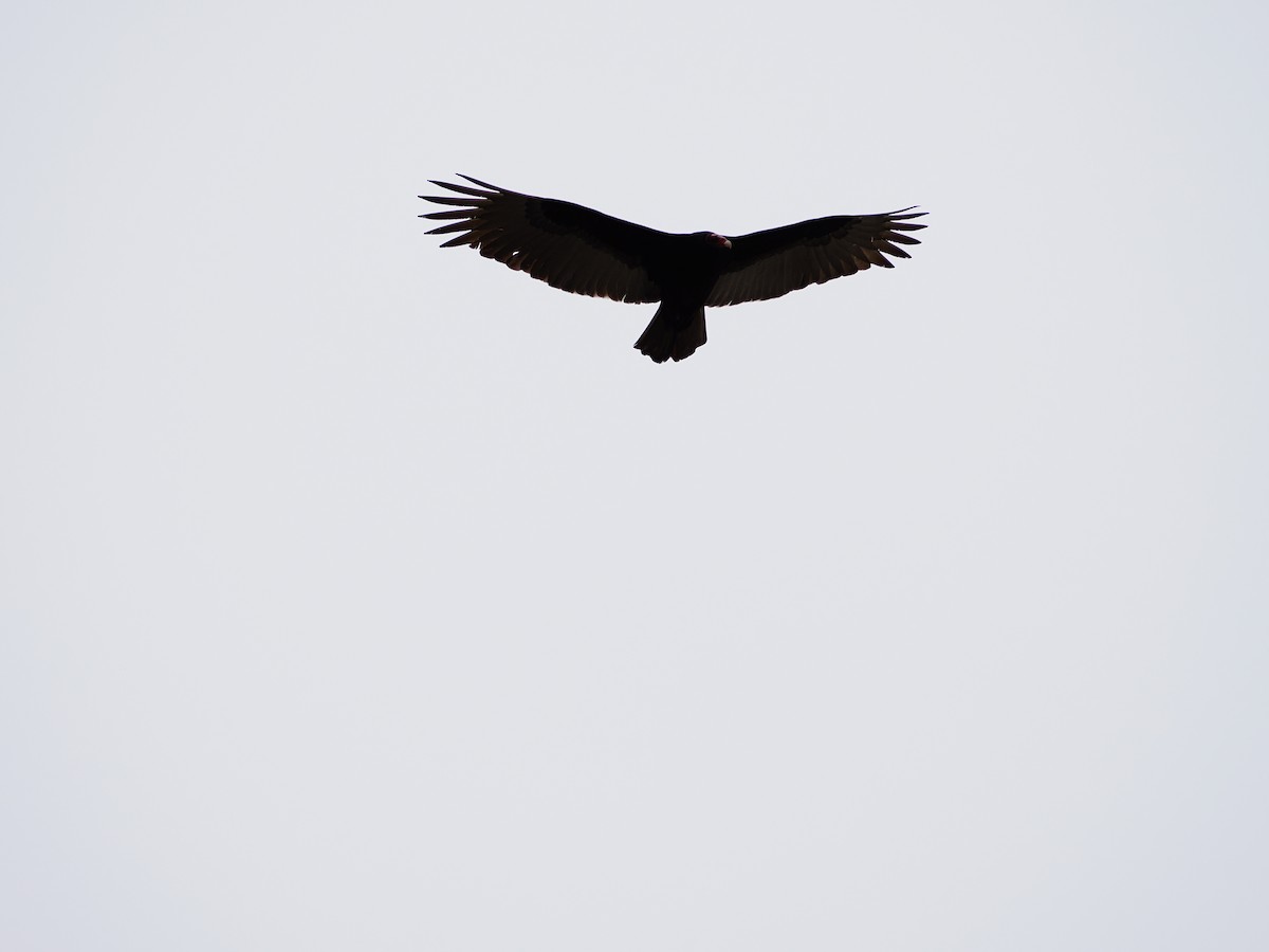 Turkey Vulture - ML646710488