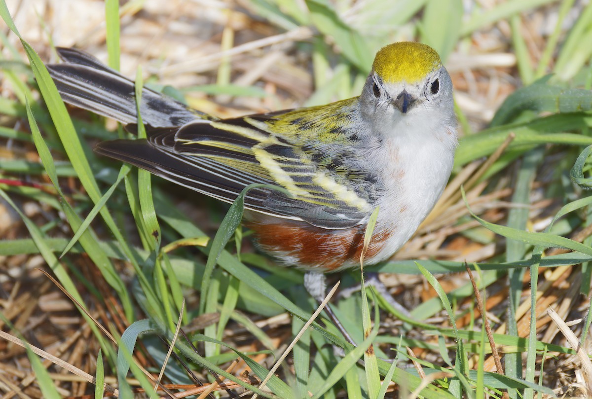 lesňáček rezavoboký - ML646710489