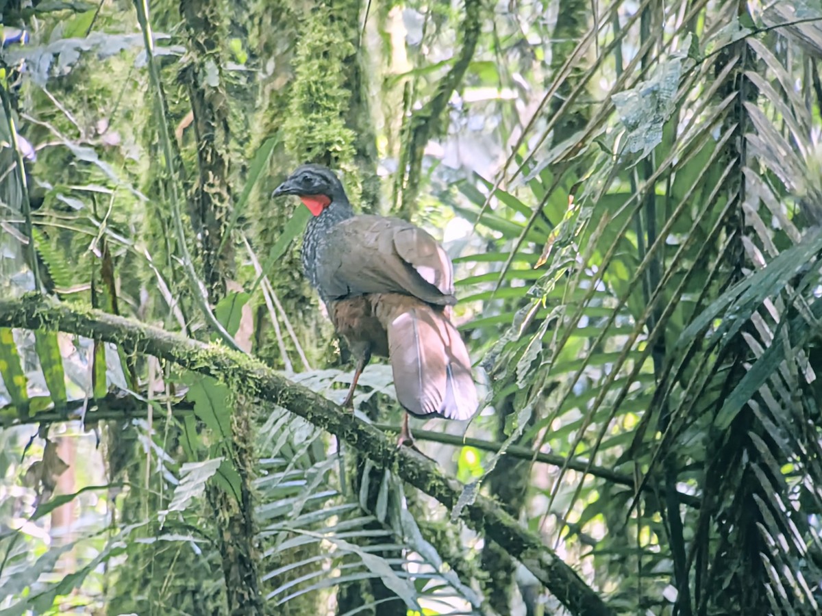 アカシャクケイ - ML646710490