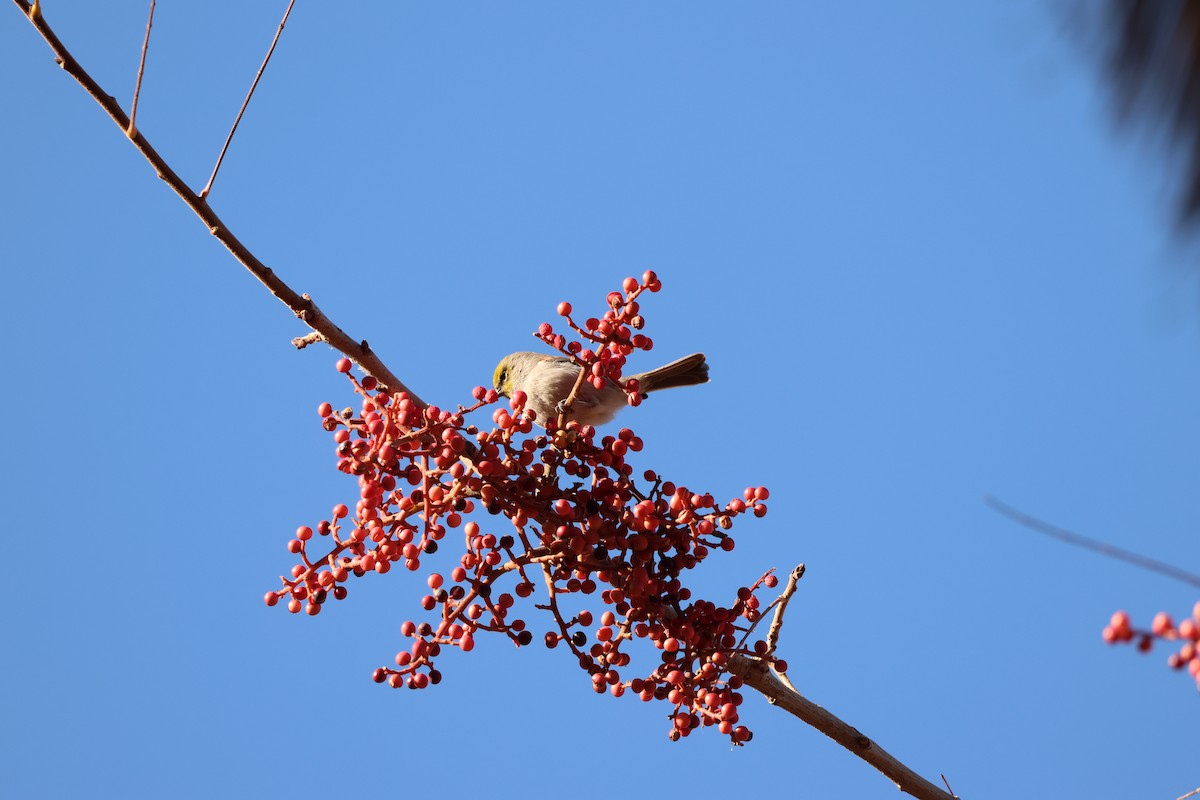 Американский ремез - ML646710491