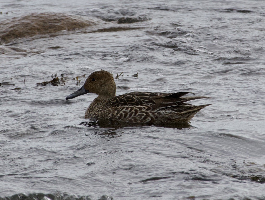 Northern Pintail - ML646710495