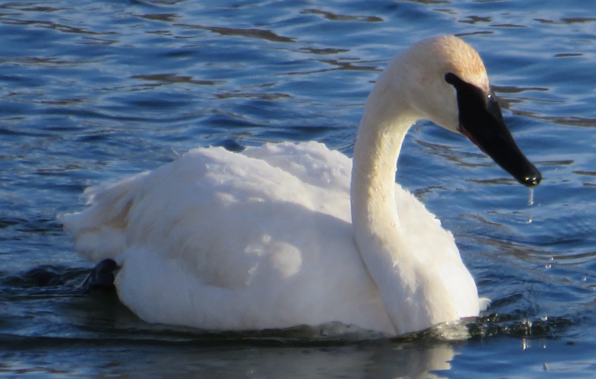 Borazancı Kuğu - ML646710499