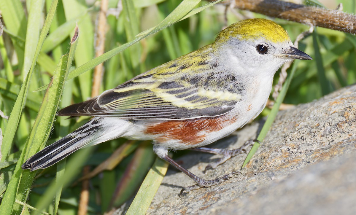 lesňáček rezavoboký - ML646710500