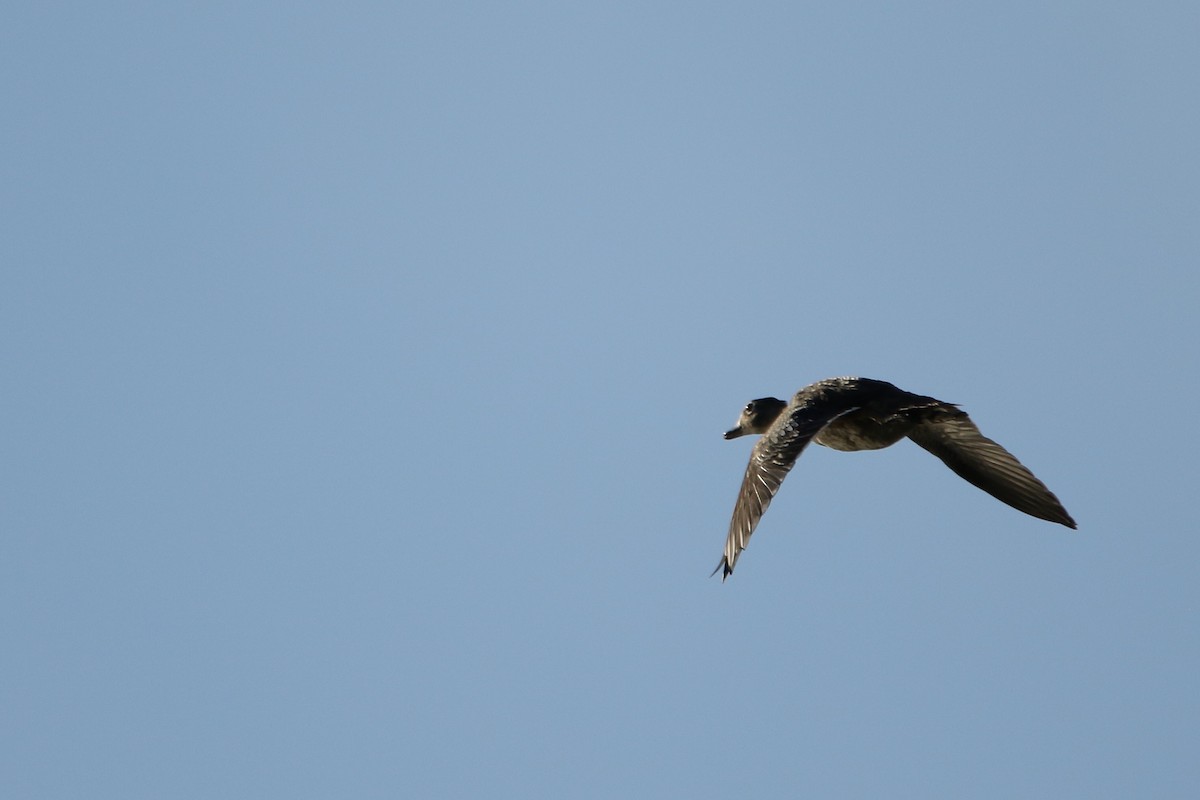 Canard branchu - ML646710501