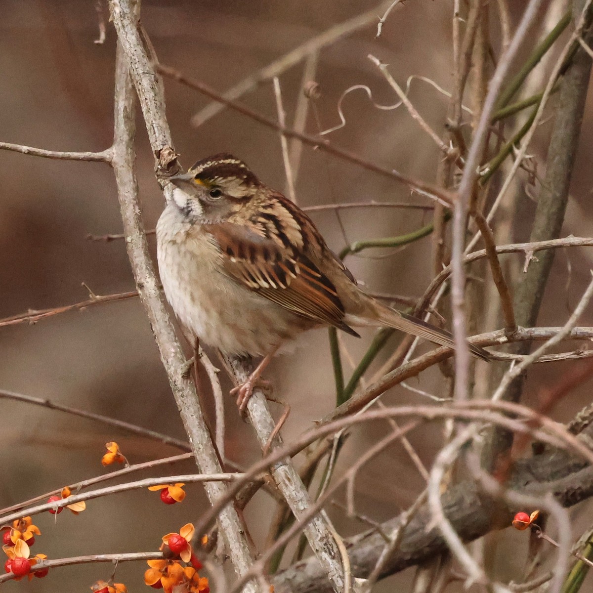 White-throated Sparrow - ML646710503