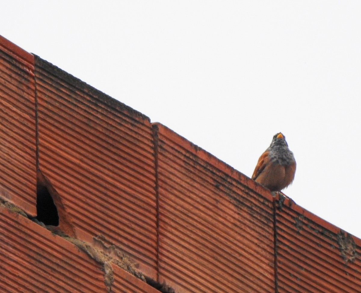 House Bunting - ML646710504