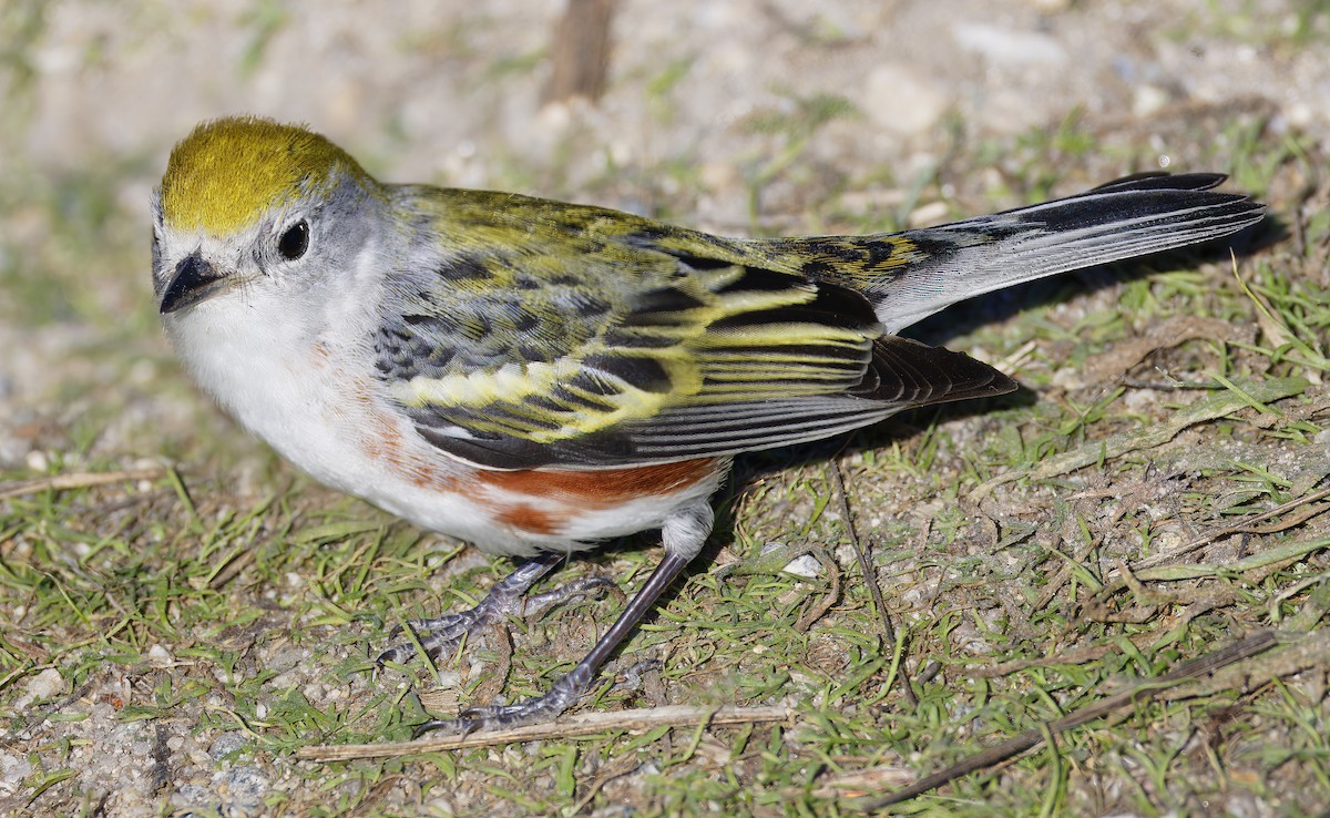 lesňáček rezavoboký - ML646710505