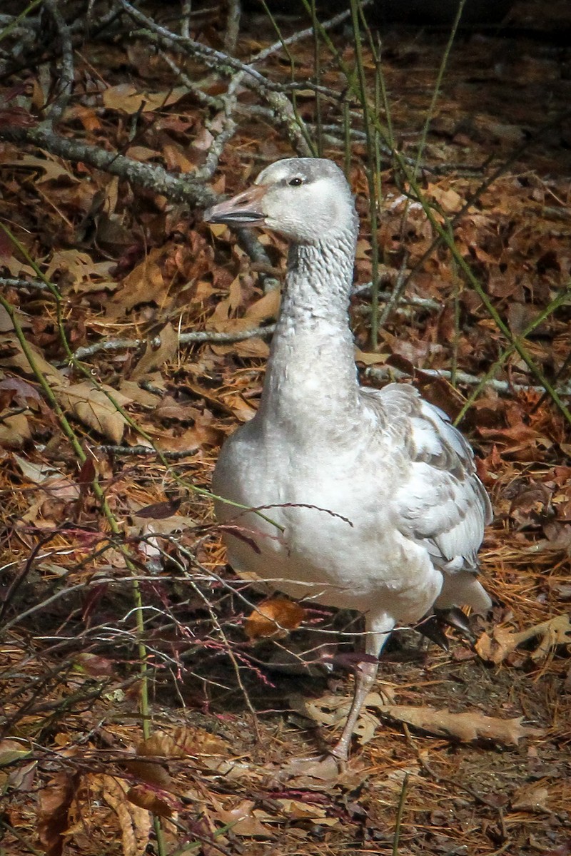 Oie des neiges - ML646710509