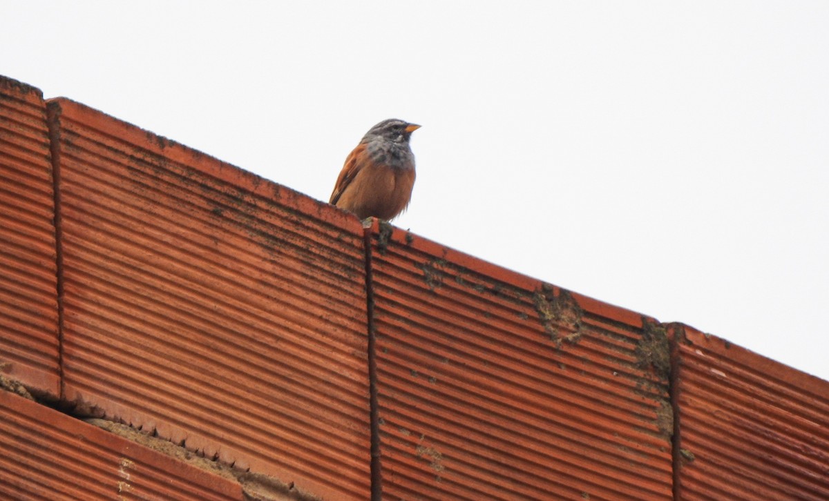 House Bunting - ML646710510