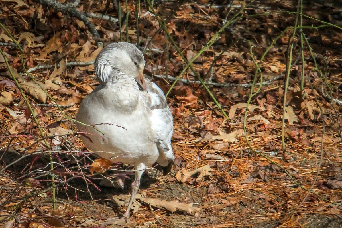 Oie des neiges - ML646710511