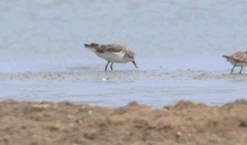 Лопатень - ML646710513