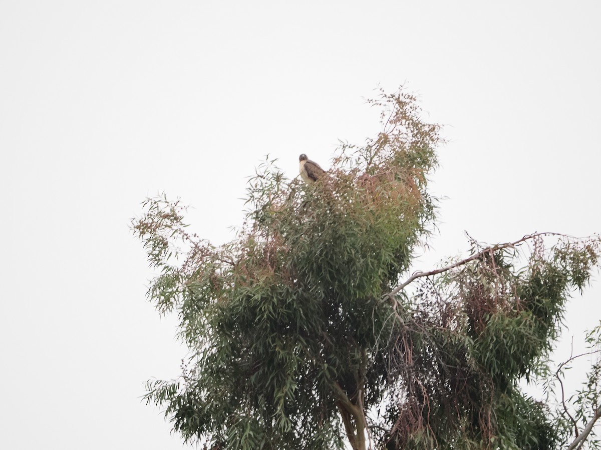 Red-tailed Hawk - ML646710515