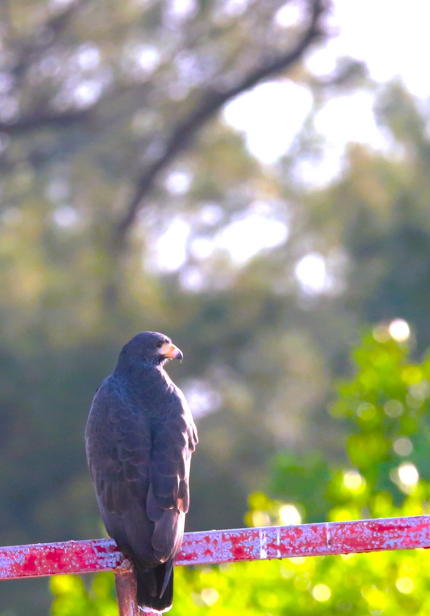 Common Black Hawk - ML646710516